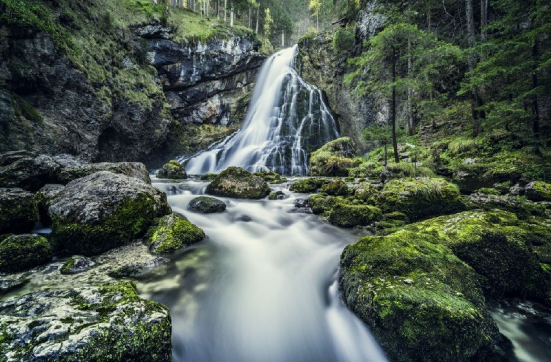 Duschrückwand "Wald Wasserfall"